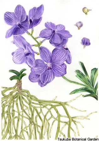 41中高バンダ‘パチャラデライト’