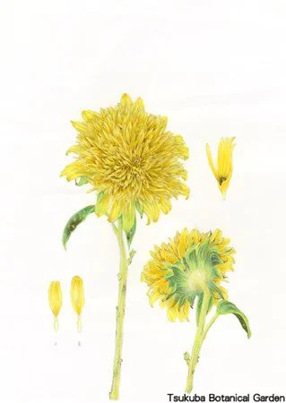 41中高八重咲ヒマワリ