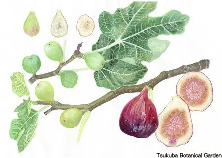 41中高イチジク