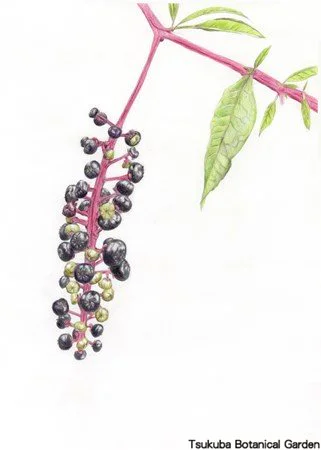 41中高ヨウシュヤマゴボウ