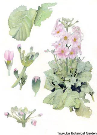 41中高プリムラ・マラコイデス