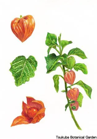 41中高ホオズキ