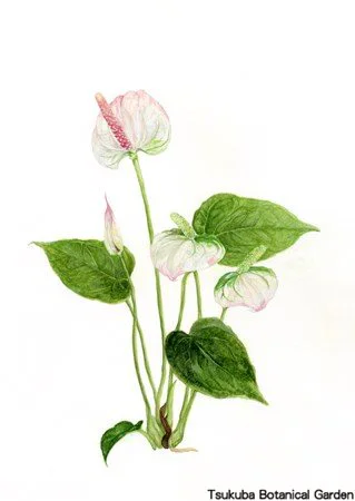 41中高アンスリウム