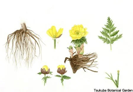 41中高フクジュソウ