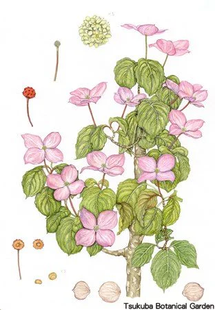 41中高ヤマボウシ