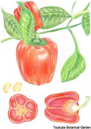 41中高パプリカ