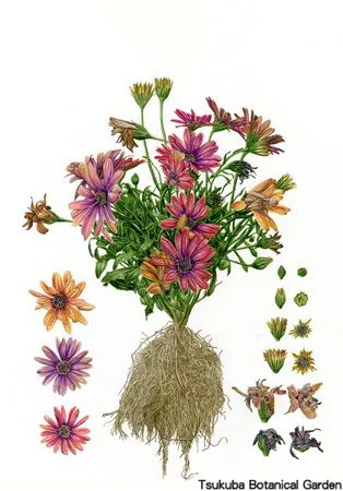 41中高オステオスペルマム