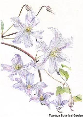 41中高クレマチス