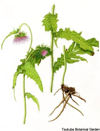 41中高チシマアザミ