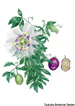 41中高クダモノトケイソウ