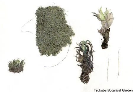 41中高ウリゴケ属の一種