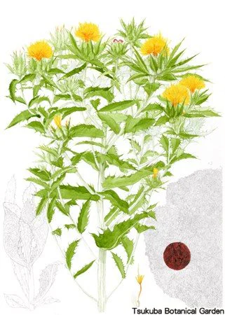 41中高ベニバナ（最上紅花）