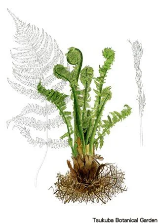 41中高クサソテツ