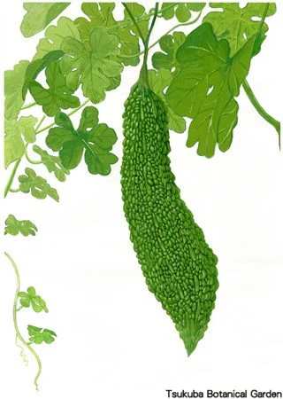 41中高ニガウリ