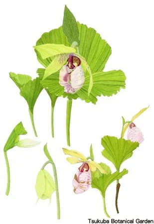 41中高クマガイソウ