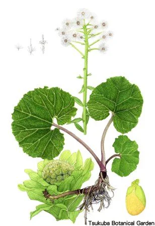 41中高アキタブキ