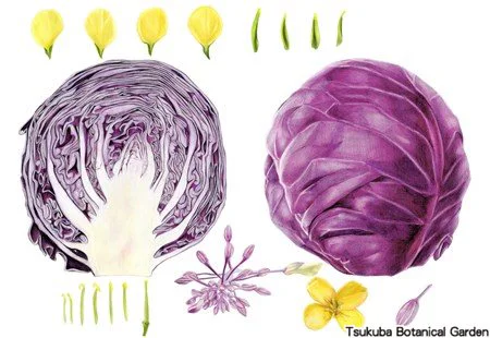 41中高ムラサキキャベツ