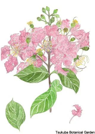 41小サルスベリ