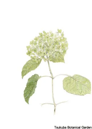 41小アメリカノリノキ‘アナベル’