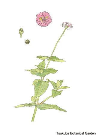 41小ヒャクニチソウ