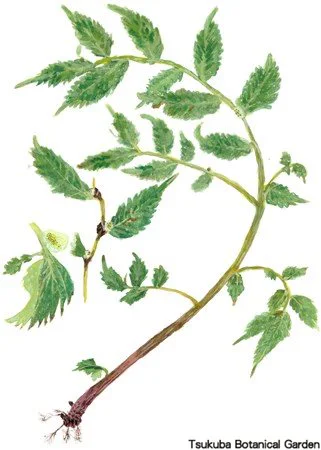 41小ウワバミソウ