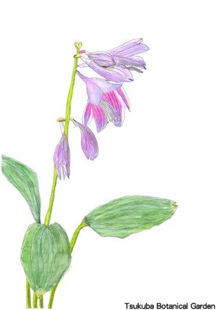 41小コバギボウシ