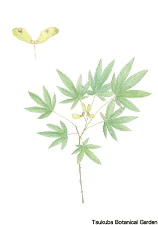 41小イロハモミジ