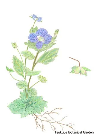 41小オオイヌノフグリ