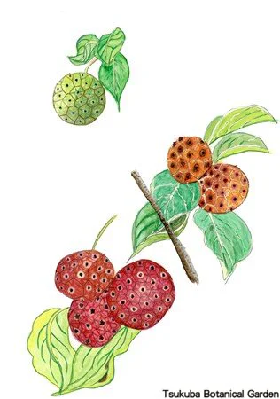 41小ヤマボウシ