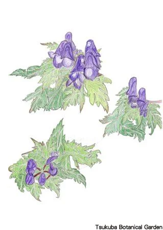 41小オオサワトリカブト