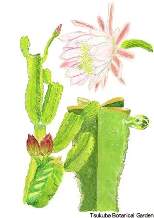 41小ケレウス属の一種