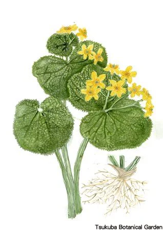 41小エゾノリュウキンカ