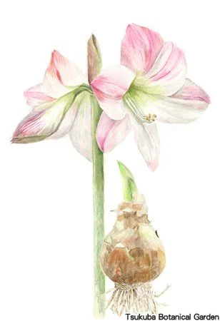 41小アマリリス