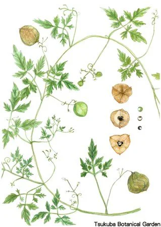 41小フウセンカズラ