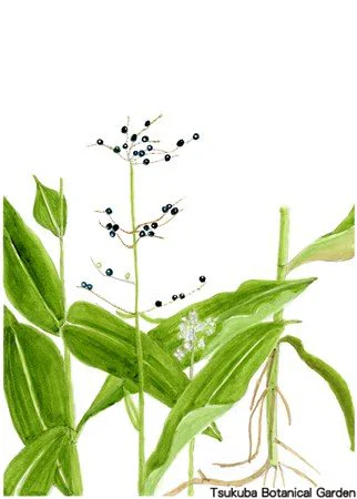 41小ヤブミョウガ