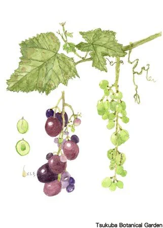 41小ブドウ‘巨峰’