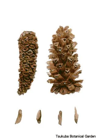 41小ダイオウショウ