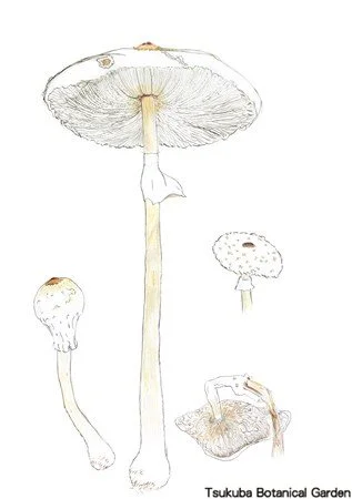 41小マントカラカサタケ