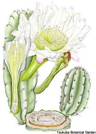 41小キメンカク（鬼面角）