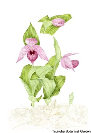 41小ホテイアツモリソウ