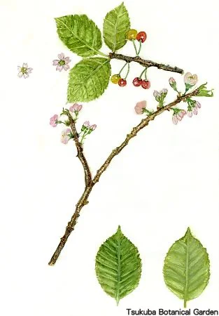 40小シナミザクラ