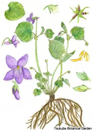 40小タチツボスミレ