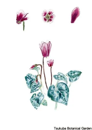 40小シクラメン02