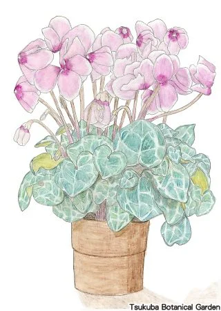 40小シクラメン