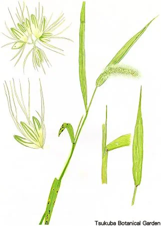 40小エノコログサ