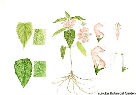 40小オドリコソウ