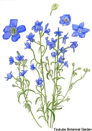 40小デルフィニウム‘チアブルー’