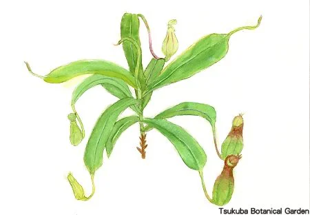 40小ウツボカズラ