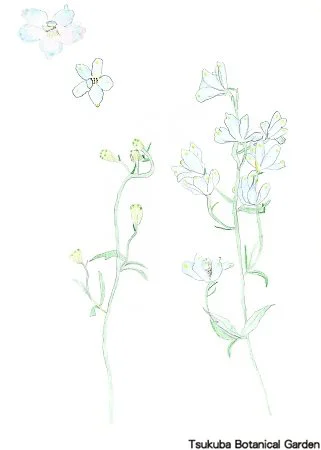 40小デルフィニウム