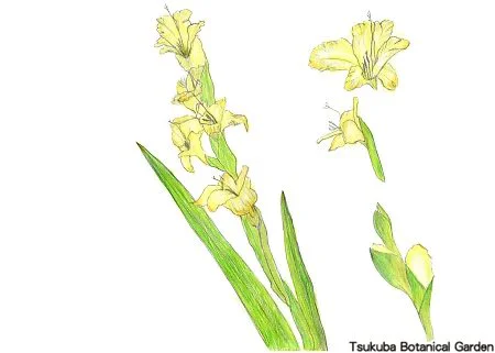 40小グラジオラス